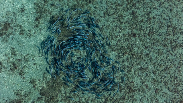 Aerial view of a large school of fish swimming in clear shallow water over a rocky seabed in Robinsons Bay, Canterbury Region, New Zealand.
