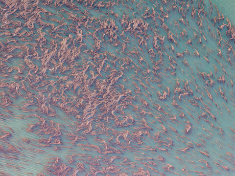 Aerial view of kelp beds floating in the clear coastal waters of the Bering Sea near Unalaska, Alaska, United States.