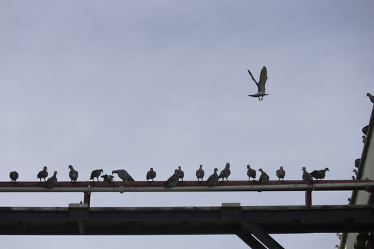 View of a group of pigeons perched on a metal pipe against a cloudy sky in Nairobi, Nairobi County, Kenya.