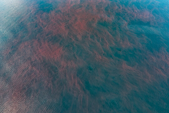 Aerial view of a vibrant red algae bloom spreading across the deep blue water surface in Unalaska, Alaska, United States.