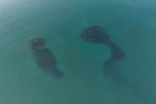 Aerial view of large dark schools of fish swimming beneath the turquoise surface of the Bering Sea near Unalaska, Alaska, United States.