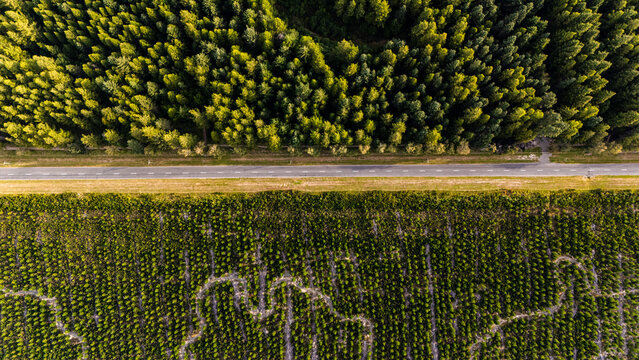 Aerial view of a road separating a dense forest from a cultivated plantation in Hanmer Springs, Canterbury Region, New Zealand.