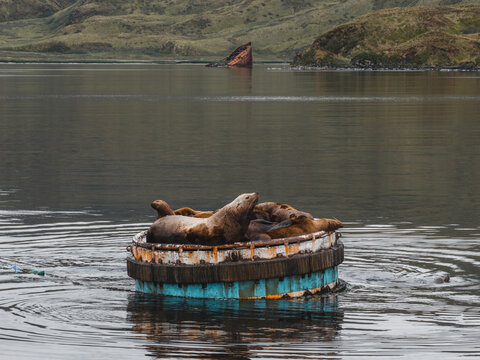 Aerial view of sea lions resting on a floating buoy in a calm bay with distant hills in Unalaska, Alaska, United States.