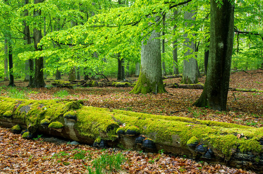 View of a mossy fallen log covered in fungi on the forest floor surrounded by lush green trees and fallen leaves in Debrzno, Pomeranian Voivodeshi, Poland.