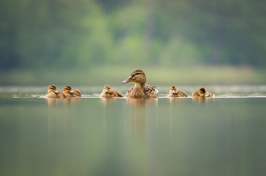 View of a mother duck swimming with her ducklings on the calm surface of a lake in Debrzno, Pomeranian Voivodeship, Poland.