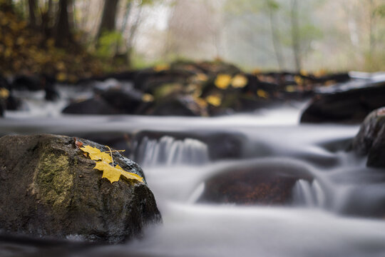 View of a yellow maple leaf resting on a mossy rock in a flowing stream with blurred water in Debrzno, Pomeranian Voivodeship, Poland.