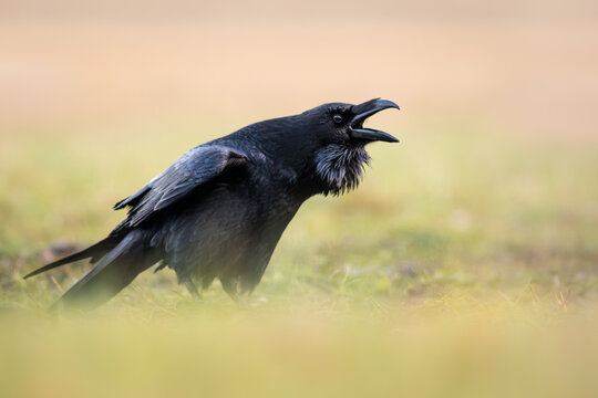 View of a black raven standing on green grass with its beak open in a natural setting in Debrzno, Pomeranian Voivodeshi, Poland.