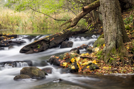 View of a stream with long-exposure water flowing over rocks and a fallen log, surrounded by autumn foliage and a large tree on the bank in Debrzno, Pomeranian Voivodeship, Poland.