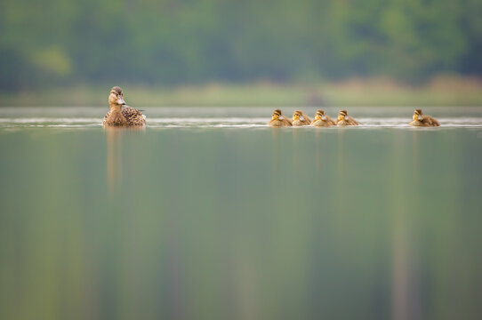 View of a mother mallard duck swimming with her ducklings on the calm surface of a lake in Debrzno, Pomeranian Voivodeship, Poland.