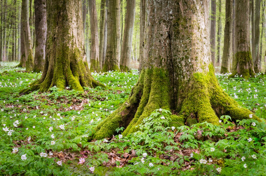 View of mossy tree trunks surrounded by white spring flowers on the forest floor in Debrzno, Pomeranian Voivodeship, Poland.