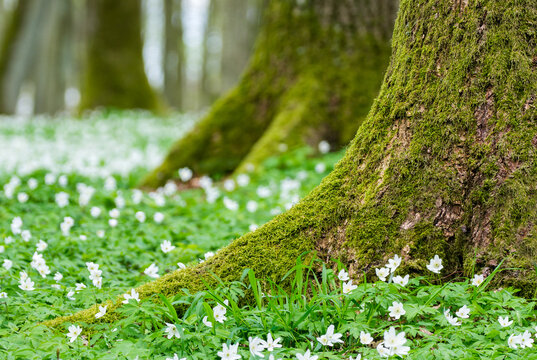 View of mossy tree trunks surrounded by a carpet of white wood anemones on the forest floor in Debrzno, Pomeranian Voivodeship, Poland.