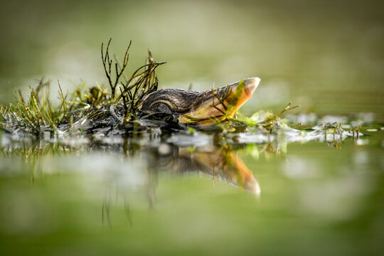 View of a little bittern camouflaged among aquatic plants in a pond in Debrzno, Pomeranian Voivodeship, Poland.