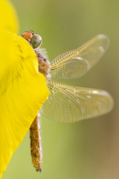 View of a dragonfly resting on a yellow flower petal with delicate wings and detailed texture in Debrzno, Pomeranian Voivodeshi, Poland.