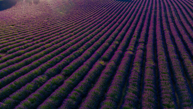Aerial view of vibrant purple lavender fields in rows stretching across the landscape in Valensole, Provence-Alpes-Cote d'Azur, France.