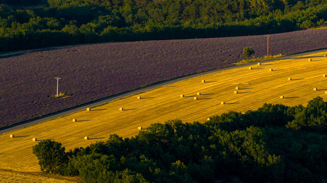 Aerial view of vibrant purple lavender fields adjacent to golden wheat fields dotted with hay bales in the countryside of Valensole, Provence-Alpes-Cote d'Azur, France.