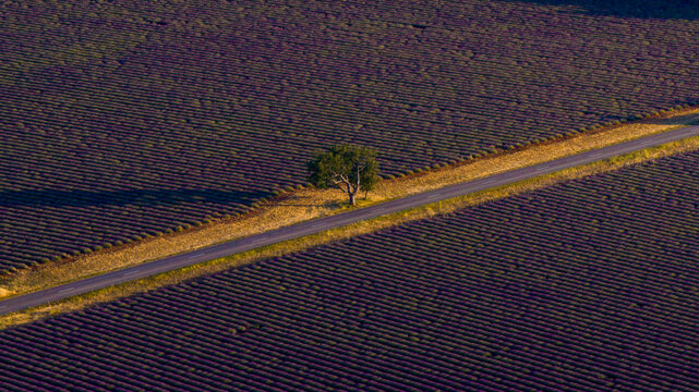 Aerial view of vibrant lavender fields in full bloom with a lone tree standing beside a road cutting through the landscape in Valensole, Provence-Alpes-Cote dAzur, France.