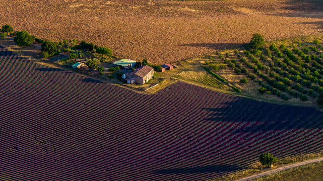 Aerial view of lavender fields surrounding a rustic farmhouse in the countryside of Valensole, Provence-Alpes-Cote d'Azur, France.