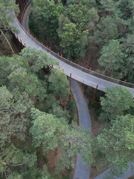 Aerial view of a raised cycling path winding through a dense pine forest in Belgium.