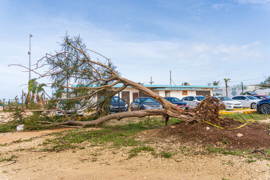 San Jose, Tinian, Northern Mariana Islands - 07 July 2026: View of a large tree uprooted by a typhoon lying across a parking lot with damaged cars and debris.