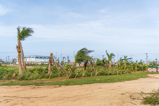 San Jose, Tinian, Northern Mariana Islands - 07 July 2026: View of palm trees bent and damaged by strong winds on Tinian Island following a typhoon, with scattered debris.