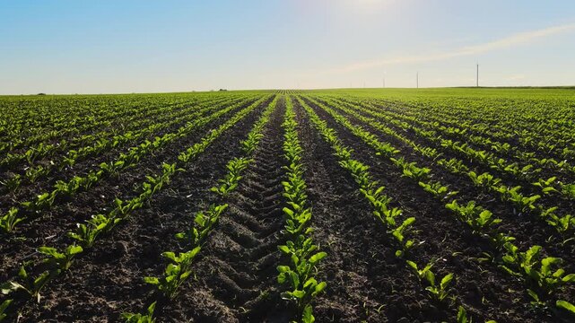 Young green sugar beet sprouts growing in rows on agricultural field with bright sun shining and blue sky