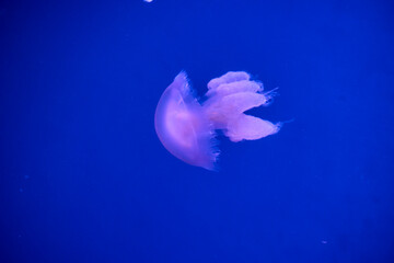 Close up of moon jellyfish floating in blue aquarium water © Anna Baranova