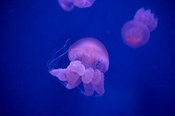 Close up of moon jellyfish floating in blue aquarium water © Anna Baranova