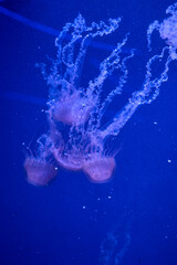 Sea nettle jellyfish with long tentacles floating in blue aquarium © Anna Baranova