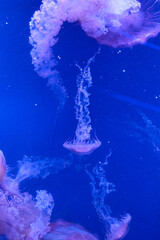 Sea nettle jellyfish with long tentacles floating in blue aquarium © Anna Baranova
