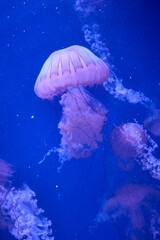 Large jellyfish with flowing tentacles glowing in blue aquarium water © Anna Baranova