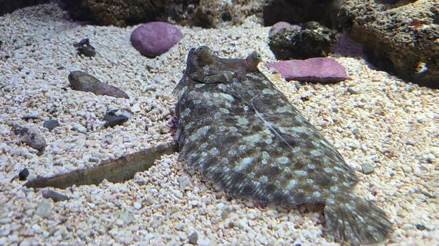 Slow pan tracking shot of flatfish flounder resting and camouflaging on gravel and sand substrate inside public aquarium tank close up view