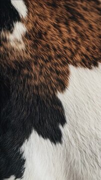 High-resolution of cow hide with unique patterns and textures.