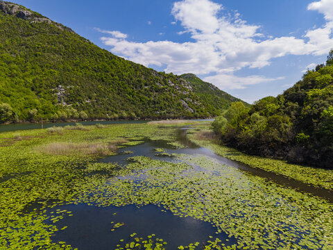 Aerial view of the winding Rijeka Crnojevica river at Pavlova Strana, featuring lush green hills, water lilies on the surface, and blue sky in Rijeka Crnojevica, Prijestonica Cetinje, Montenegro.