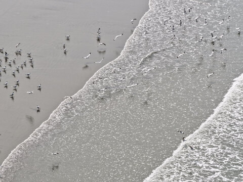 Cox's Bazar, Bangladesh - 10 April 2026: Aerial view of seagulls flying and walking on the wet sand of Cox's Bazar Sea Beach with gentle waves washing the shore.