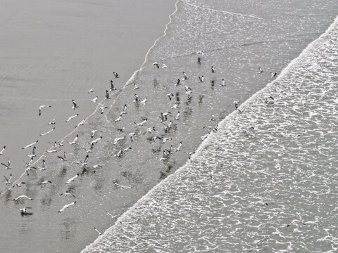 Cox's Bazar, Bangladesh - 10 April 2026: Aerial view of a large flock of seagulls flying over the wet sand and surf at Cox's Bazar Sea Beach.