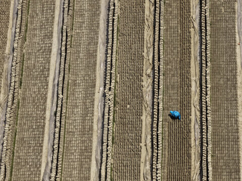 Dhaka, Bangladesh - 12 April 2026: Aerial view of a worker in a blue coat walking between long rows of sun-drying clay bricks at a brickyard in Dhaka, Bangladesh.