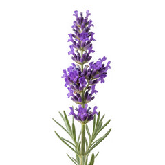 Obraz premium Fresh lavender flower stem with green leaves isolated on transparent background