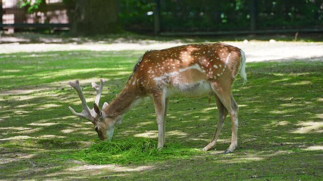 The fallow deer, Dama mesopotamica is a ruminant mammal belonging to the family Cervidae.