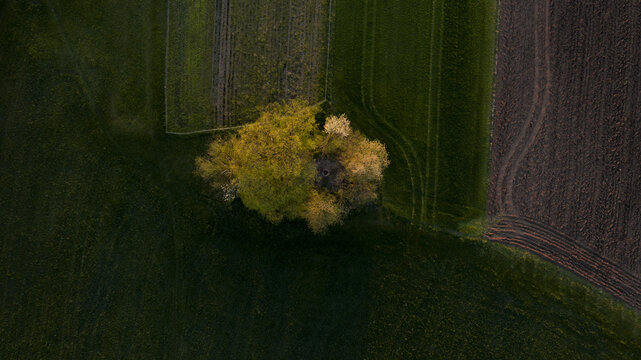 Aerial view of a solitary tree in the Zajcja dobrava forest area surrounded by green fields and agricultural land in Ljubljana Polje, Ljubljana, Slovenia.