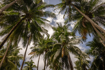 Fototapeta premium Coconut beach palms @ Port Barton, The Philippines