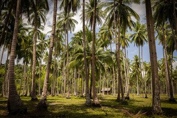 Fototapeta premium Palm @ Port Barton, The Philippines