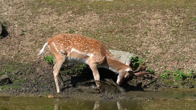 The fallow deer, Dama mesopotamica is a ruminant mammal belonging to the family Cervidae.