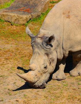 The white rhinoceros or square-lipped rhinoceros cub is the largest extant species of rhinoceros.  It has a wide mouth used for grazing and is the most social of all rhino species