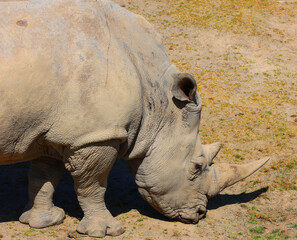 The white rhinoceros or square-lipped rhinoceros cub is the largest extant species of rhinoceros. It has a wide mouth used for grazing and is the most social of all rhino species