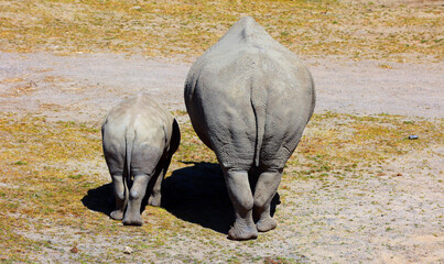 The white rhinoceros or square-lipped rhinoceros cub and mother are the largest extant species of rhinoceros. It has a wide mouth used for grazing and is the most social of all rhino species