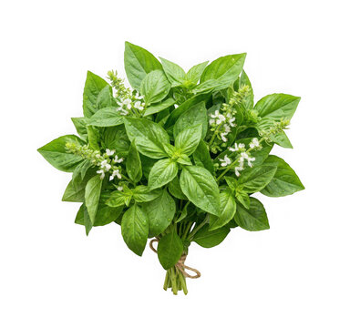 Fresh green basil herb bunch with flowers isolated on transparent background