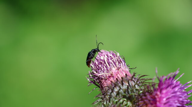 View of a black beetle perched on a vibrant purple thistle flower against a soft green background in Vouvry, Valais, Switzerland.