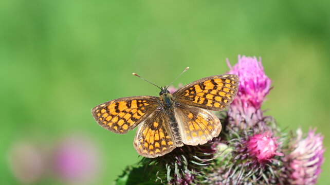 View of a butterfly with orange and black patterned wings resting on a purple thistle flower in Vouvry, Valais, Switzerland.