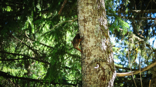 View of a red squirrel climbing on a textured tree trunk in a lush pine forest near Lac de Taney in Vouvry, Valais, Switzerland.