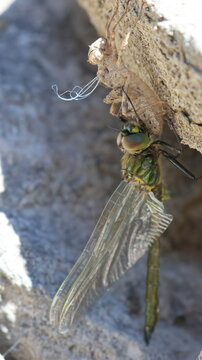 View of a dragonfly emerging from its exuvia on a rock surface near Lac de Taney in Vouvry, Valais, Switzerland.